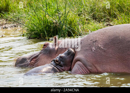 Hippopotamus und Kalb (Hippopotamus amphibius) im Kazinga-Kanal, Queen Elizabeth Nationalpark; westliche Region, Uganda Stockfoto