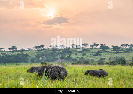 Afrikanische Elefantenherde (Loxodonta) bei Sonnenuntergang, Queen Elizabeth Nationalpark; westliche Region, Uganda Stockfoto