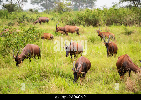 Topi-Herde (Damaliscus korrigum), Queen Elizabeth Nationalpark; westliche Region, Uganda Stockfoto