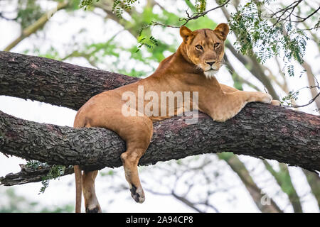 Löwin (Panthera leo) in einem Baum, Queen Elizabeth National Park; Western Region, Uganda Stockfoto