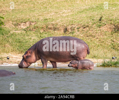 Hippopotamus und Kalb (Hippopotamus amphibius) im Kazinga-Kanal, Queen Elizabeth Nationalpark; westliche Region, Uganda Stockfoto