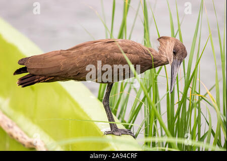 Hamerkop (Scopus umbretta), Kazinga-Kanal, Queen Elizabeth-Nationalpark; westliche Region, Uganda Stockfoto