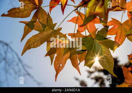 Sonne scheint durch herbstfarbene Ahornblätter (Acer rubrum), New York Botanical Garden; Bronx, New York, Vereinigte Staaten von Amerika Stockfoto