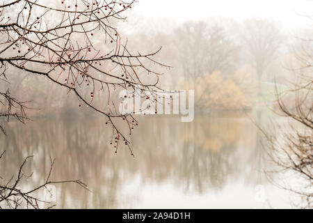 Regen-durchnässte Beeren am See an einem nebligen Tag im Central Park; New York City, New York, Vereinigte Staaten von Amerika Stockfoto