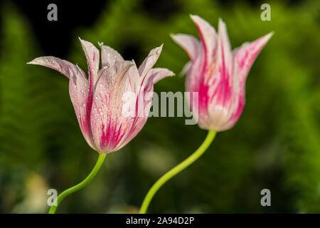 Lily-blühende Tulpen, 'Marilyn' (tulipa), New York Botanical Garden; Bronx, New York, Vereinigte Staaten von Amerika Stockfoto