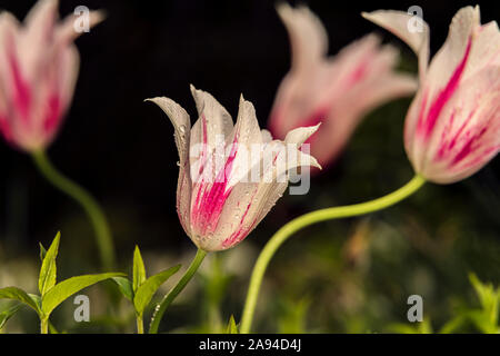 Lily-blühende Tulpen, 'Marilyn' (tulipa), New York Botanical Garden; Bronx, New York, Vereinigte Staaten von Amerika Stockfoto