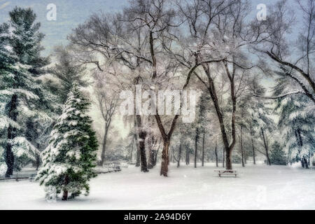 Schneefall im Arthur Ross Pinetum, Central Park; New York City, New York, Vereinigte Staaten von Amerika Stockfoto