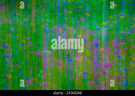 Wildblumen, die auf einem Feld wachsen; Bolton Centre, Quebec, Kanada Stockfoto