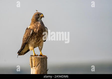 Ferruginous Hawk (Buteo regalis) auf einem Pfosten, Grasland National Park, Saskatchewan, Kanada Stockfoto