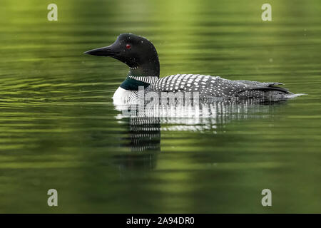 Gemeiner Loon (Gavia immer) in ruhigem Wasser mit grünen Reflexen; Whitehorse, Yukon, Kanada Stockfoto