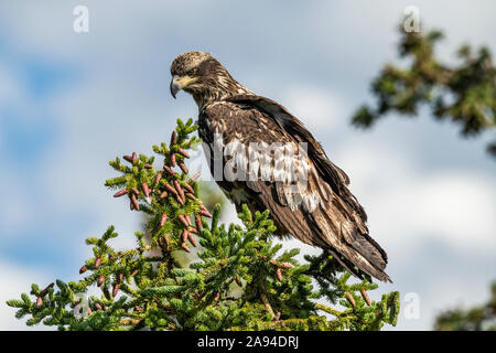 Weißkopfseeadler (Haliaeetus leucocephalus) auf einer Baumkrone; Whitehorse, Yukon, Kanada Stockfoto