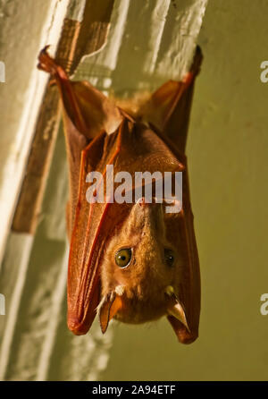 Wahlberg's Epauletted Fruit bat (Epomophorus wahlbergi); Tabora, Tansania Stockfoto