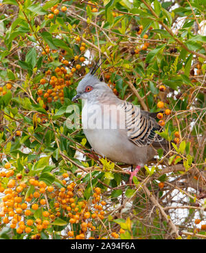 Crested Pigeon (Ocyphaps lophotes), Queensland, Queensland, Australien Stockfoto