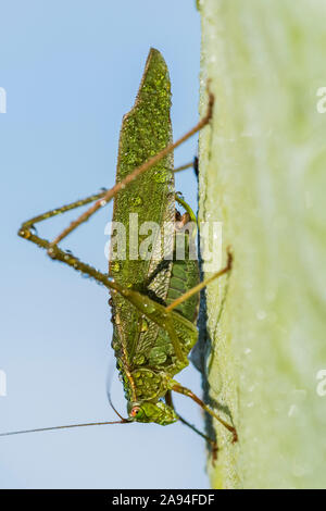 Ein Katydid trocknet in der Morgensonne aus; Astoria, Oregon, Vereinigte Staaten von Amerika Stockfoto