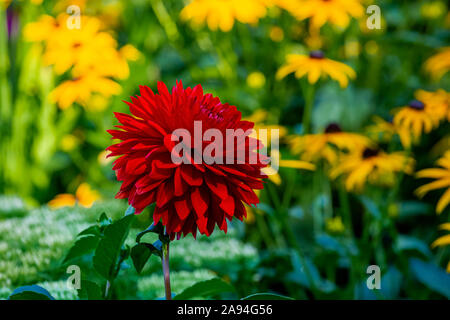 Eine rote Dahlie (Asteraceae) in Blüte in einem Garten; Hudson, Quebec, Kanada Stockfoto