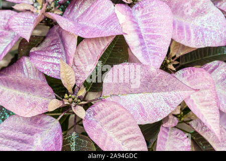 Purpur Weihnachtsstern blüht in der Zeit für die Ferienzeit. Stockfoto