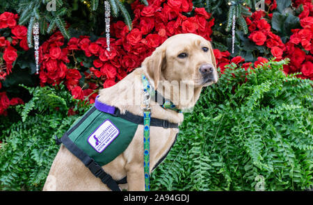 Service Hund wartet geduldig Ein er sein Foto wird aufgenommen Stockfoto