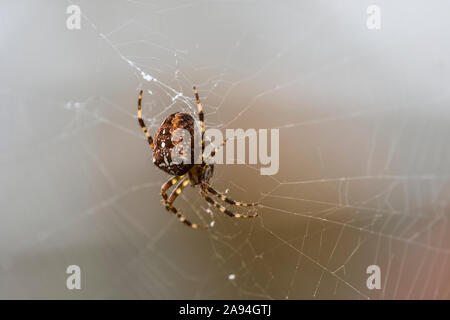 Eine europäische Gartenspinne (Araneus diadematus) pflegt ihr Netz in einem Garten in Oregon; Hammond, Oregon, Vereinigte Staaten von Amerika Stockfoto