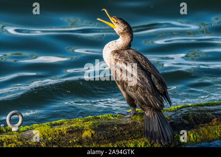 Ein Kormorant mit Doppelcresten (Phalacrocorax auritus) ruht auf einem Baumstamm im Columbia River; Astoria, Oregon, Vereinigte Staaten von Amerika Stockfoto