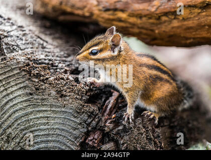 Ein neugieriger Townsend-Chipmunk (Neotamias townsendii) kommt aus dem Treibholz, um einen Blick darauf zu werfen; Ilwaco, Washington, Vereinigte Staaten von Amerika Stockfoto