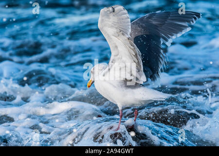 Eine Wassermöwe (Larus glaucescens) Erholt sich nach einer Welle in Seaside Cove An der Küste von Oregon Stockfoto