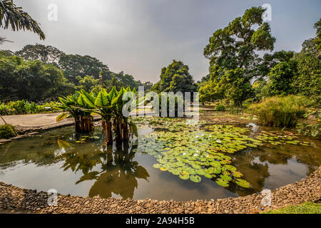 Aquatic Plant Garden in Bogor Botanical Gardens; Bogor, West Java, Indonesien Stockfoto