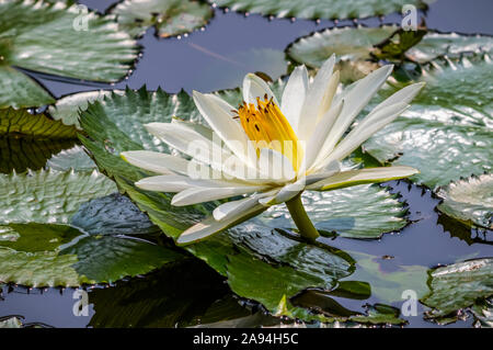 Seerose (Nymphaeaceae) Pflanze in Blüte in einem Teich, Bogor Botanische Gärten; Bogor, West Java, Indonesien Stockfoto