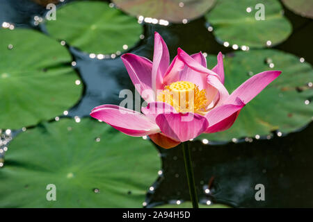 Seerose (Nymphaeaceae) Pflanze in Blüte in einem Teich, Bogor Botanische Gärten; Bogor, West Java, Indonesien Stockfoto