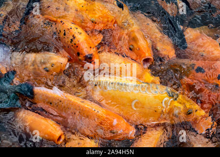 Koi (Cyprinus rubrofuscus) in einem Pool, Tirta Gangga; Bali, Indonesien Stockfoto