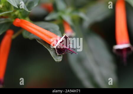 Cuphea pratensis, die Zigarre, Zigarre, blume, pflanze, Feuerwerkskörper oder mexikanische Zigarre, ist eine Pflanzenart aus der Gattung der blühende Pflanze aus der Familie der Lythraceae Cuphea. Stockfoto