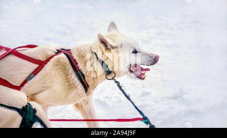 Nahaufnahme eines angeschirrt Mischling husky Schlittenhund, mit Eis Partikel auf seinem Gesicht und Schnee auf ihr Fell, die glücklich und eifrig zu laufen. Stockfoto