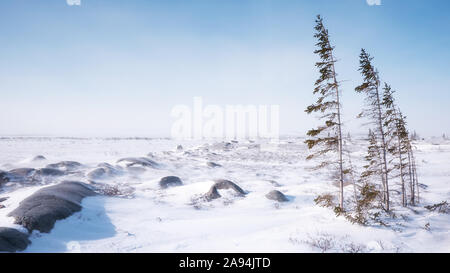 Windswept Tundra an einem kalten Wintertag im nördlichen Kanada, mit ein paar dünne Bäume kämpfen in das karge Gelände und rauen subarktisches Klima zu überleben. Stockfoto