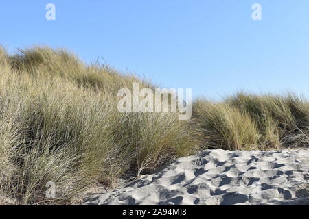 Strand Gras wachsen auf einer Düne unter einem blauen Himmel. Stockfoto