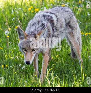 Eine wilde coyote Spülsystem für Lebensmittel im Yellowstone National Park in Wyoming Stockfoto