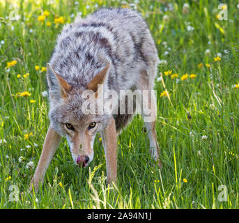 Eine wilde coyote Spülsystem für Lebensmittel im Yellowstone National Park in Wyoming Stockfoto