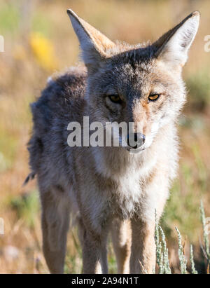 Eine wilde coyote Spülsystem für Lebensmittel im Yellowstone National Park in Wyoming Stockfoto