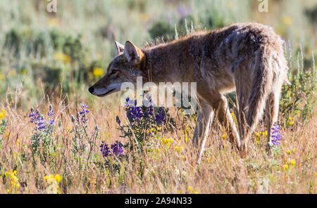 Eine wilde coyote Spülsystem für Lebensmittel im Yellowstone National Park in Wyoming Stockfoto