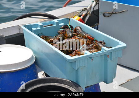 Blauer Aufbewahrungskasten voller frisch gefangenen Hummer auf einer kommerziellen Fischerboot. Stockfoto