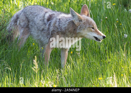 Eine wilde coyote Spülsystem für Lebensmittel im Yellowstone National Park in Wyoming Stockfoto