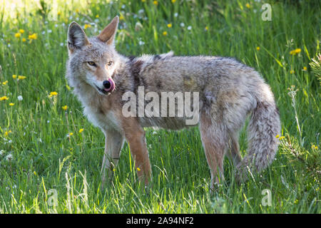 Eine wilde coyote Spülsystem für Lebensmittel im Yellowstone National Park in Wyoming Stockfoto