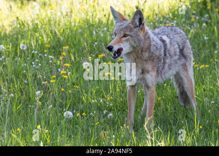 Eine wilde coyote Spülsystem für Lebensmittel im Yellowstone National Park in Wyoming Stockfoto