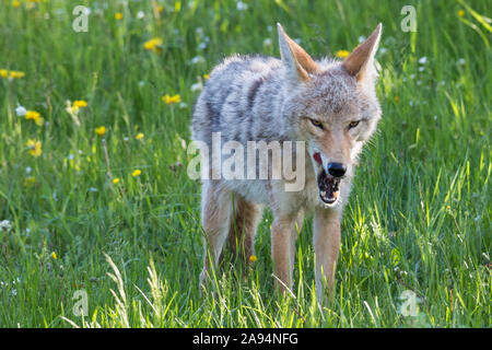 Eine wilde coyote Spülsystem für Lebensmittel im Yellowstone National Park in Wyoming Stockfoto