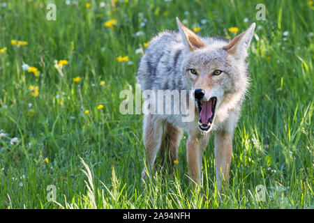 Eine wilde coyote Spülsystem für Lebensmittel im Yellowstone National Park in Wyoming Stockfoto