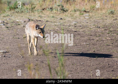 Eine wilde coyote Spülsystem für Lebensmittel im Yellowstone National Park in Wyoming Stockfoto