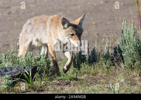 Eine wilde coyote Spülsystem für Lebensmittel im Yellowstone National Park in Wyoming Stockfoto