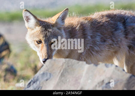 Eine wilde coyote Spülsystem für Lebensmittel im Yellowstone National Park in Wyoming Stockfoto