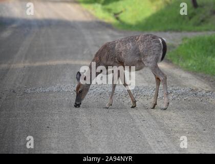 Schwanger, White tailed deer im späten Frühjahr. Shedding Ihr winterkleid. Stockfoto