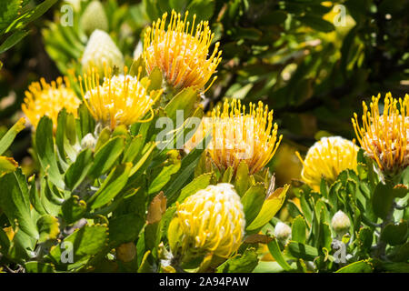 Nadelkissen Proteas oder Leucospermum einheimischen Blumen in der Sonne auf einem Busch oder Strauch in einem Garten in Kapstadt, Südafrika Stockfoto