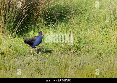 Schließen Sie herauf Bild eines Australasian haben, (Porphyrio melanotus) Roaming wild in eine sumpfige Region der Kapiti Coast in Neuseeland. Stockfoto