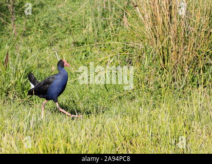 Schließen Sie herauf Bild eines Australasian haben, (Porphyrio melanotus) Roaming wild in eine sumpfige Region der Kapiti Coast in Neuseeland. Stockfoto